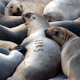 Endangered New Zealand sea lions.